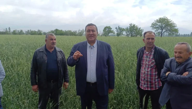 Çukurova’da Buğday Hasadı Başladı, Ancak Taban Fiyat Açıklanmadı